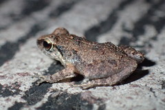 Eleutherodactylus johnstonei