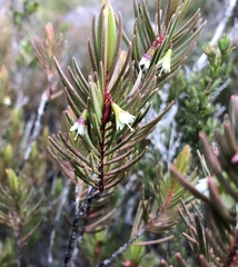Chamelaucium
