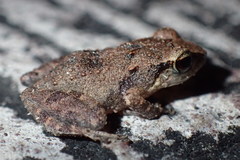 Eleutherodactylus johnstonei