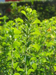 Barleria rotundifolia