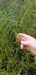 Scirpus ancistrochaetus
