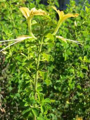Barleria rotundifolia
