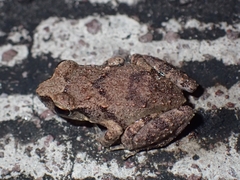 Eleutherodactylus johnstonei