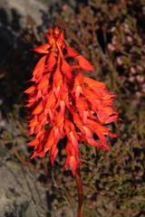 Disa ferruginea