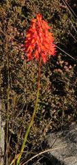 Disa ferruginea