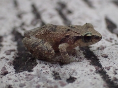 Eleutherodactylus johnstonei