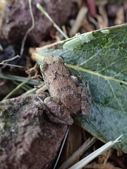 Eleutherodactylus johnstonei