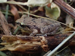 Eleutherodactylus johnstonei