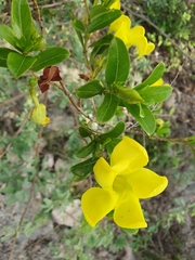Pentalinon luteum