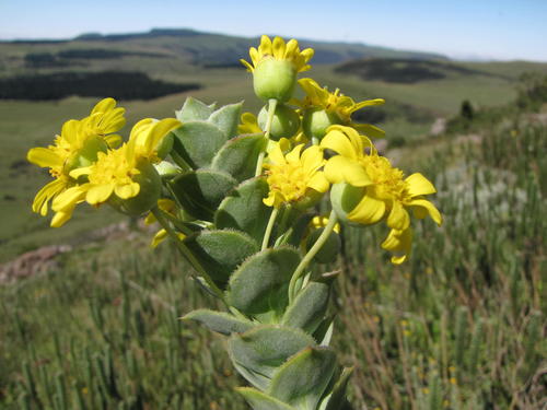 Scallop True-Eye (Euryops ciliatus)