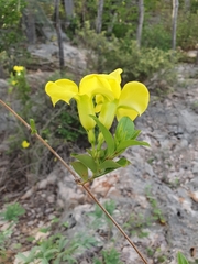 Pentalinon luteum