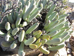 Cylindrophyllum tugwelliae