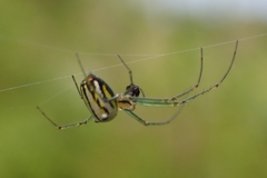 Leucauge regnyi
