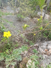 Pentalinon luteum