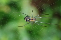 Leucauge regnyi
