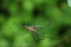 Leucauge regnyi