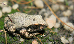 Tomopterna natalensis