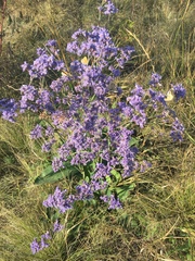 Limonium tomentellum