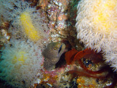 Parasphaerasclera aurea