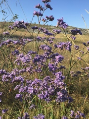 Limonium tomentellum