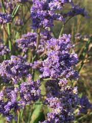 Limonium tomentellum
