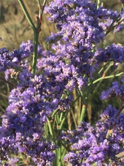 Limonium tomentellum