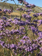 Limonium tomentellum