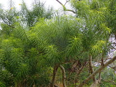 Rauvolfioideae