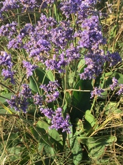 Limonium tomentellum