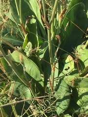 Limonium tomentellum