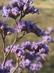 Limonium tomentellum