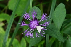 Centaurea phrygia