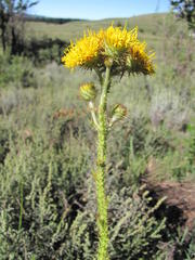 Berkheya sphaerocephala