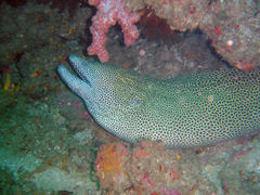 Gymnothorax favagineus