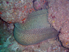 Gymnothorax favagineus