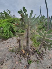 Consolea moniliformis