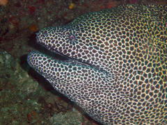 Gymnothorax favagineus