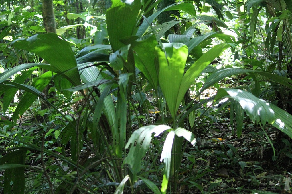 Asplundia utilis