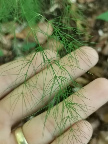 Tankolisna šparoga (Asparagus tenuifolius)