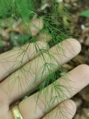 Asparagus tenuifolius