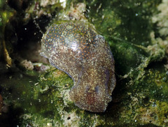 Image of Haminoea orteai