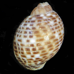 Tonna perdix