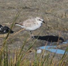 Charadrius marginatus marginatus