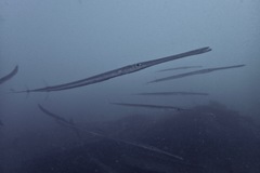 Fistularia commersonii