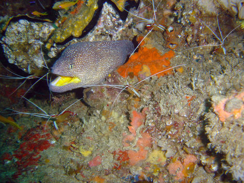 Gymnothorax nudivomer