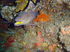 Gymnothorax nudivomer