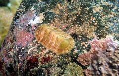 Acanthochitona fascicularis