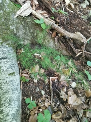 Asparagus tenuifolius