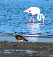 Numenius phaeopus phaeopus