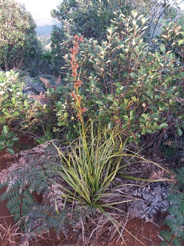 Tetraria arundinacea observed 2021-08-30